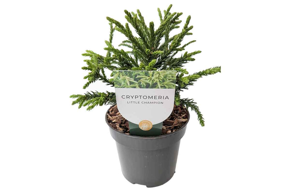 
                  
                    Cryptomeria 'Little Champion' 
                  
                