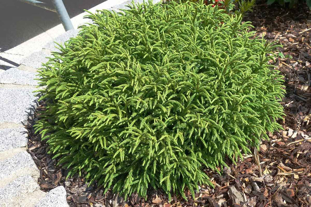 
                  
                    Cryptomeria 'Little Champion' 
                  
                