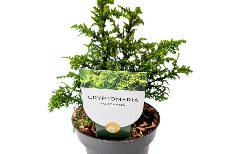 Cryptomeria 'Yokohama' 10.5cm