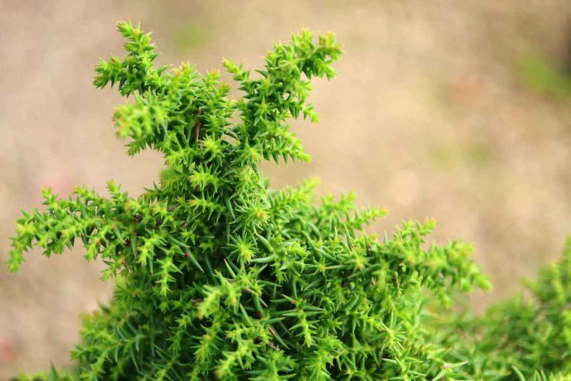 Cryptomeria 'Yokohama' 10.5cm