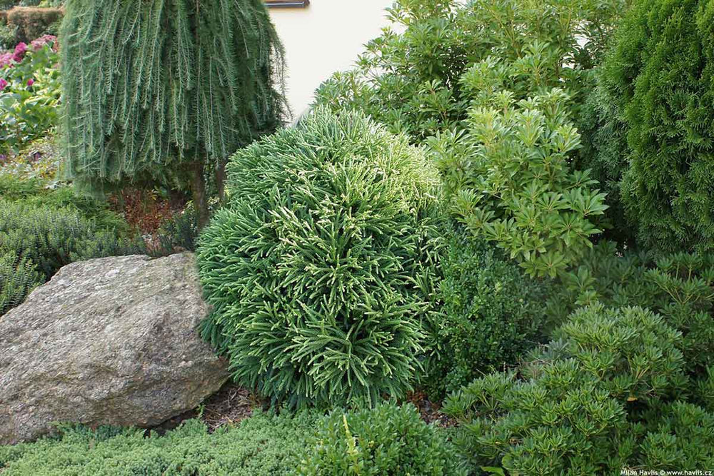 
                  
                    Cryptomeria 'Little Champion' 
                  
                