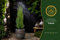 
                  
                    Cupressus 'totem'
                  
                