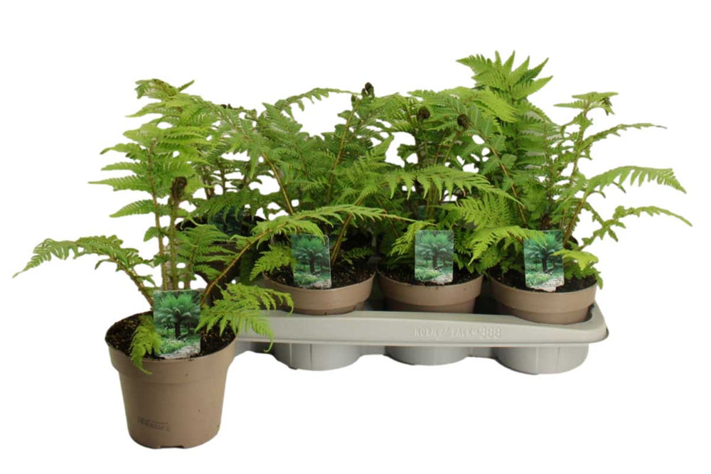 
                  
                    Cyathea australis 12cm
                  
                