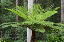 
                  
                    Cyathea australis
                  
                