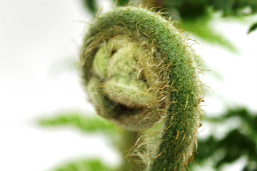 
                  
                    Cyathea cooperi
                  
                