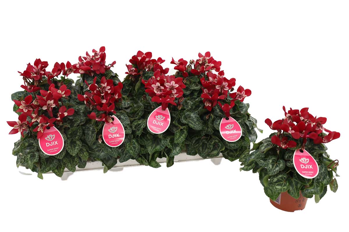 Cyclamen Djix® dark red