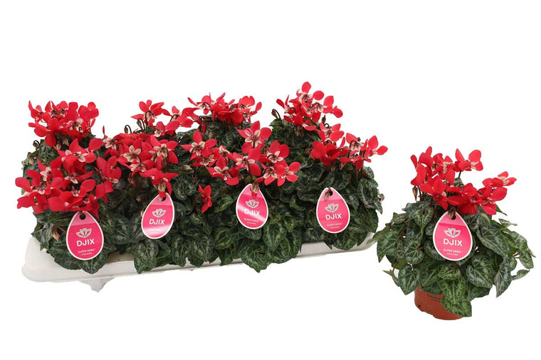 Cyclamen Djix® red 12cm