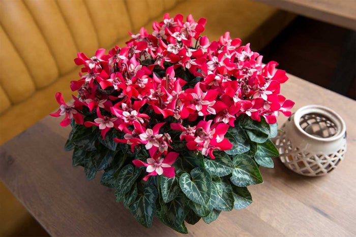 Cyclamen Djix® dark red 12cm