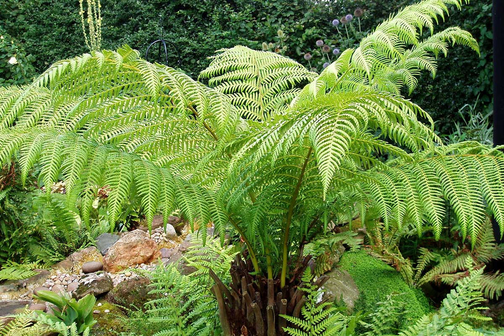 
                  
                    Dicksonia antarctica
                  
                