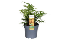 
                  
                    Dryopteris 'Jurassic Gold'
                  
                