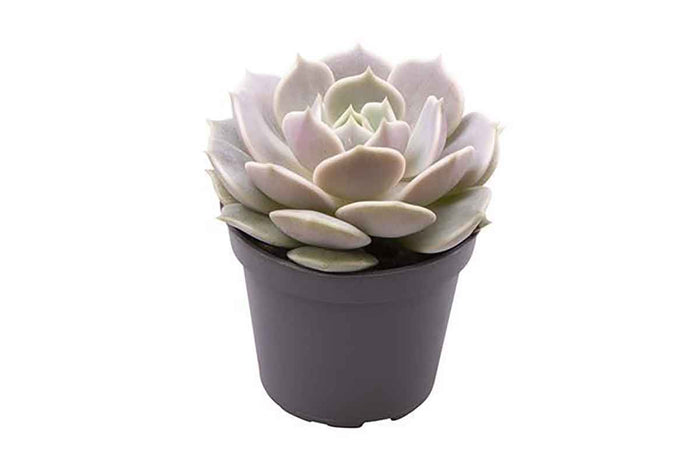 Echeveria lola 6cm