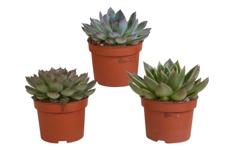 Echeveria mix 10.5cm | 3 plants