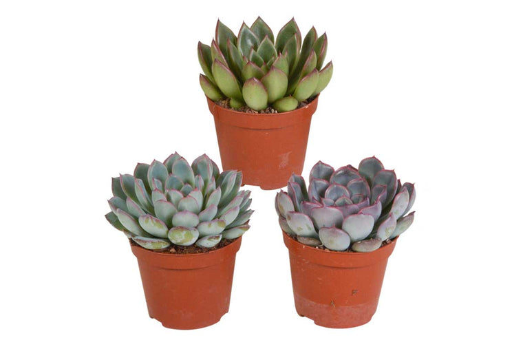 Echeveria mix 8.5cm | 3 plants