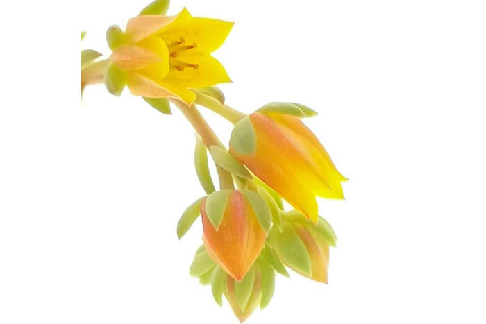 Echeveria 'ramillette'  flower