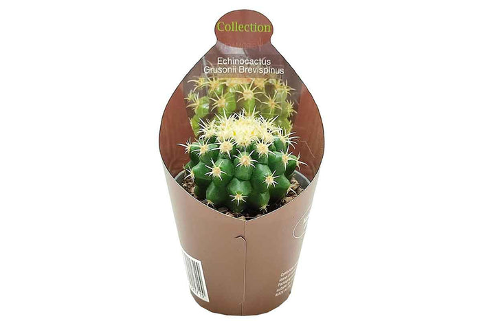 Echinocactus brevispinus 6.5cm