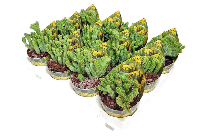 Euphorbia enopla 'corallina' 6.5cm