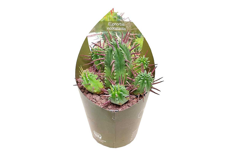 Euphorbia inconstantia 6.5cm