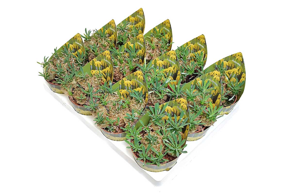 Euphorbia japonica 6.5cm