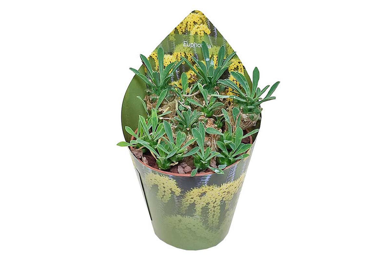 Euphorbia japonica 6.5cm