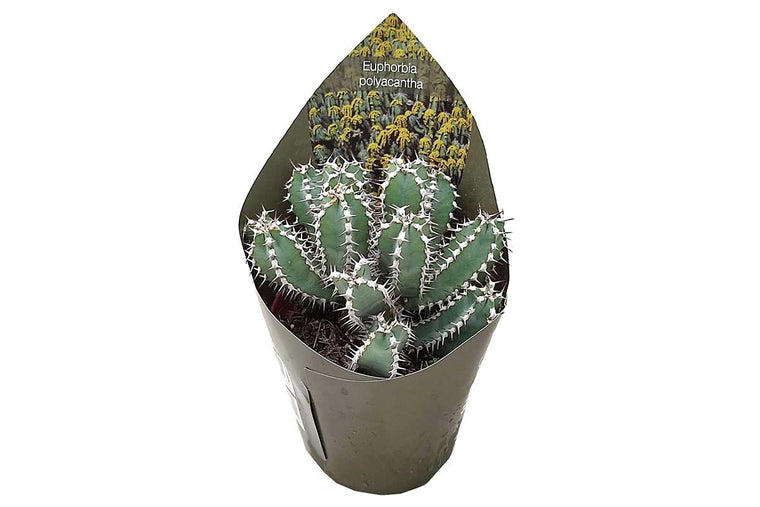 Euphorbia polyacantha 10.5cm