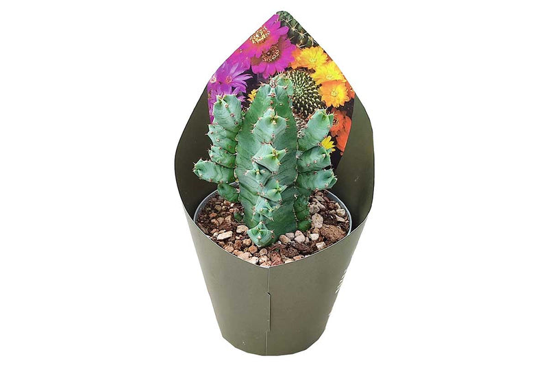 Euphorbia resinifera 14cm