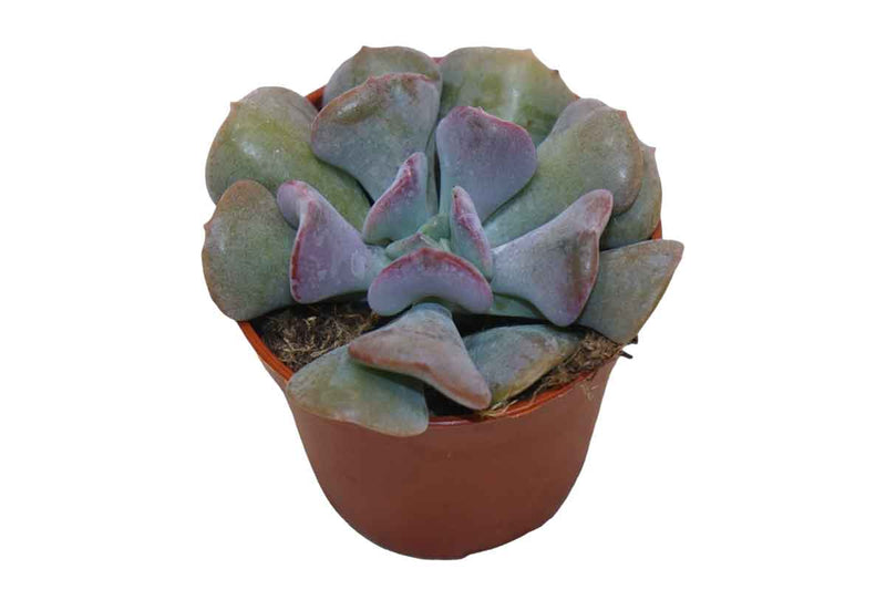 Echeveria 'Cubic Frost' 5.5cm