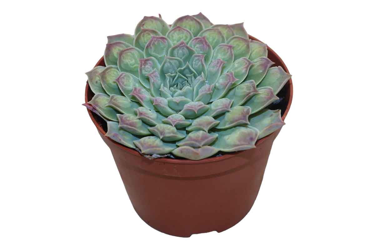 Echeveria 'Gilo x Raindrops' 10.5m