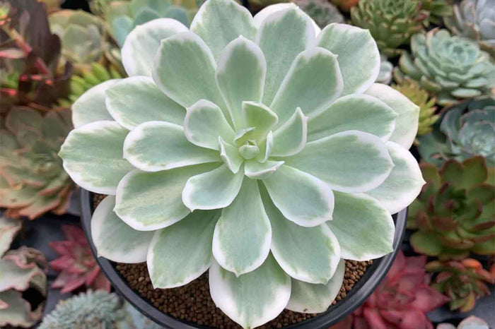 Echeveria-Lemon-Lime-Variegata-13cm