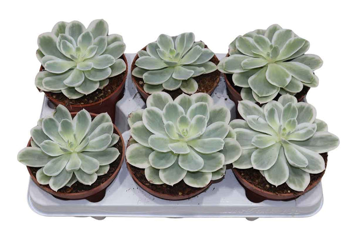 Echeveria-Lemon-Lime-Variegata-13cm