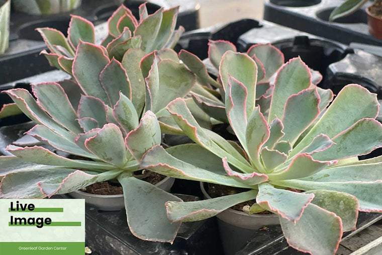 Echeveria 'Pink Frills' 6cm