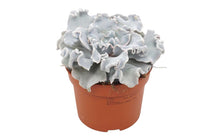 
                  
                    Echeveria 'crispate beauty' 10.5m
                  
                