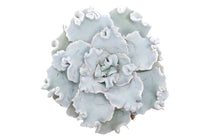 
                  
                    Echeveria 'crispate beauty' 10.5m
                  
                
