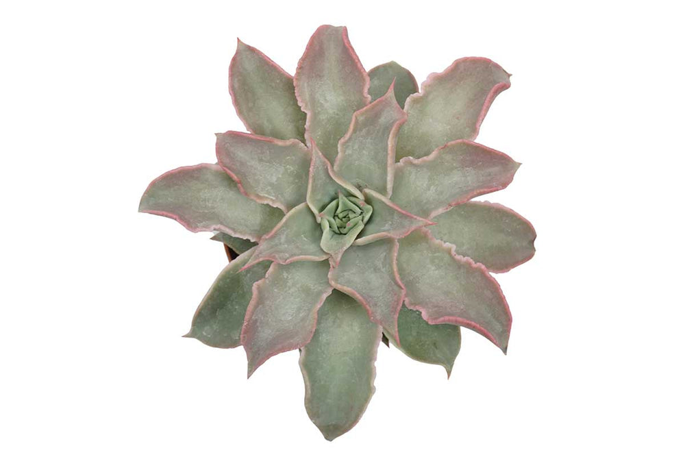 
                  
                    Echeveria 'madiba'
                  
                