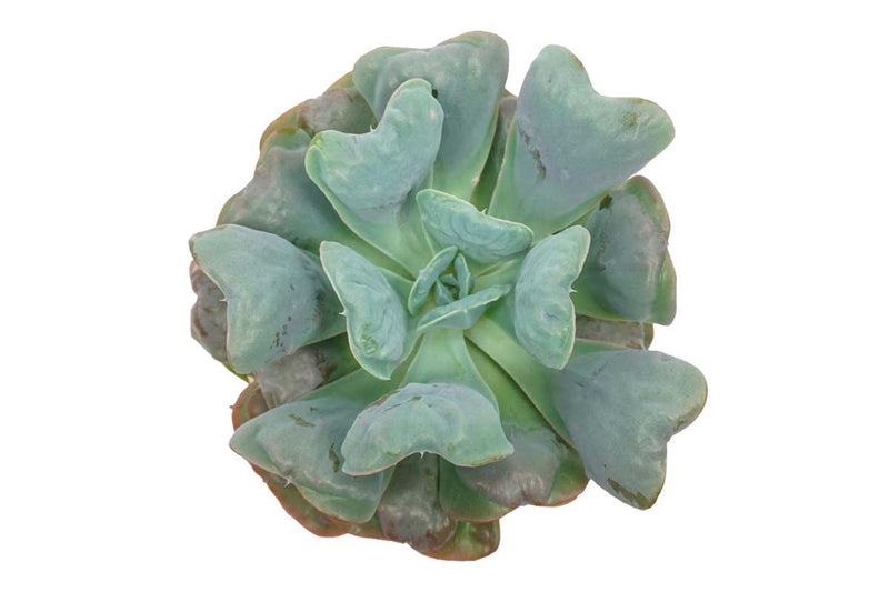 Echeveria 'blue heart' 10.5cm