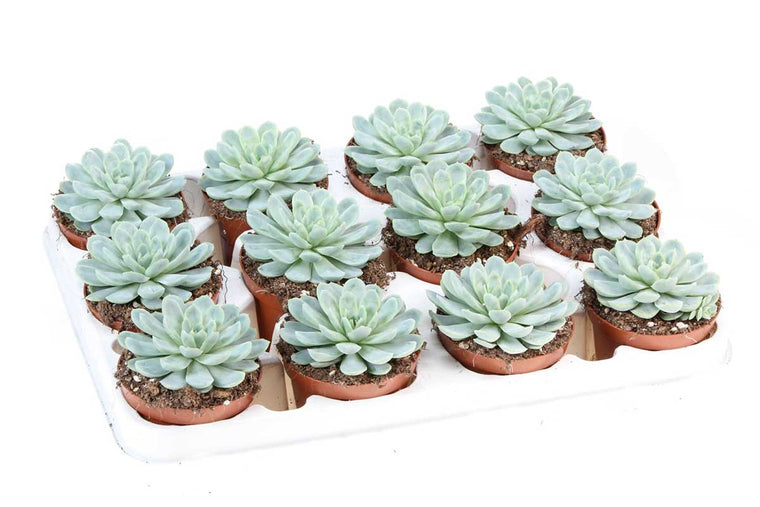 Echeveria elegans 8.5cm