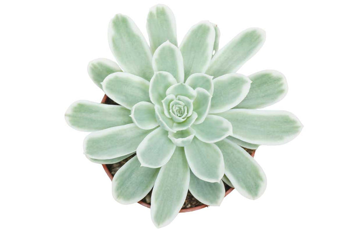 Echeveria 'Lemon Lime variegata' 10.5m