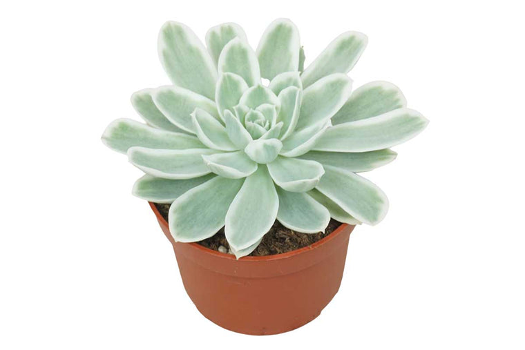 Echeveria 'Lemon Lime variegata' 10.5m