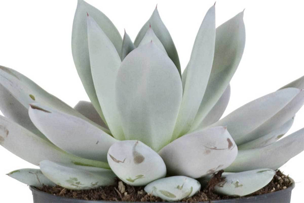 
                  
                    Echeveria 'mexican giant'
                  
                