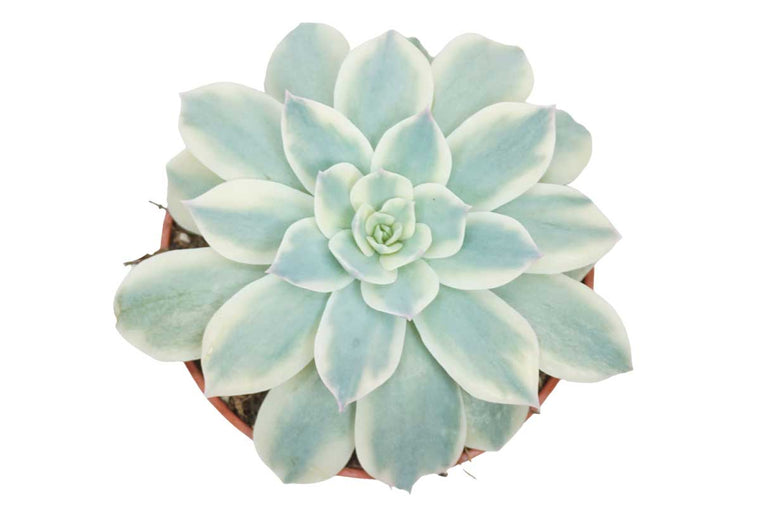 Echeveria subsessilis