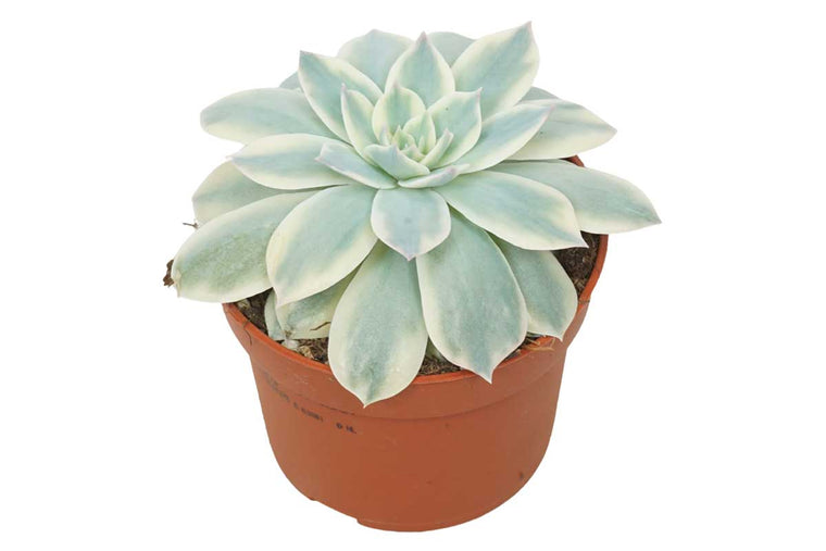 Echeveria subsessilis 10.5cm