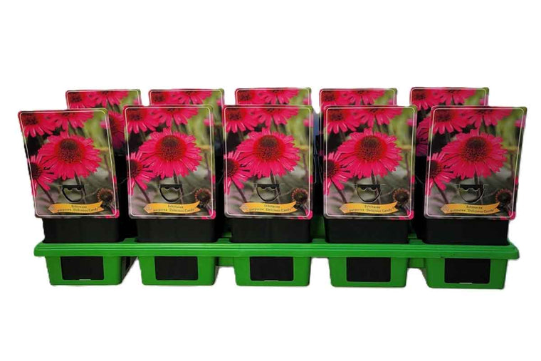 Echinacea 'Delicious Candy' 11cm