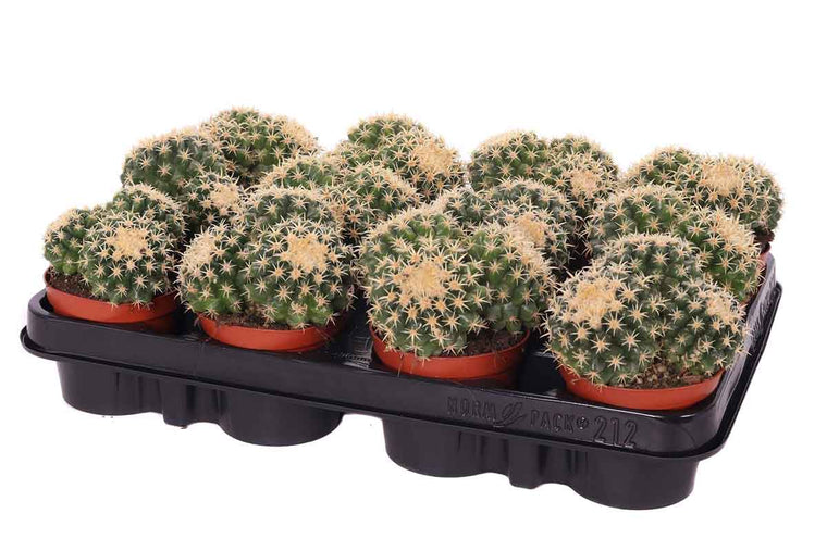 Echinocactus brevispinus 8.5cm