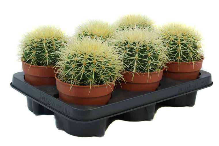 Echinocactus grusonii 12cm