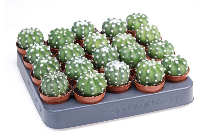 Echinopsis denudatum 5.5cm