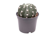 
                  
                    Echinopsis subdenudata 6cm
                  
                