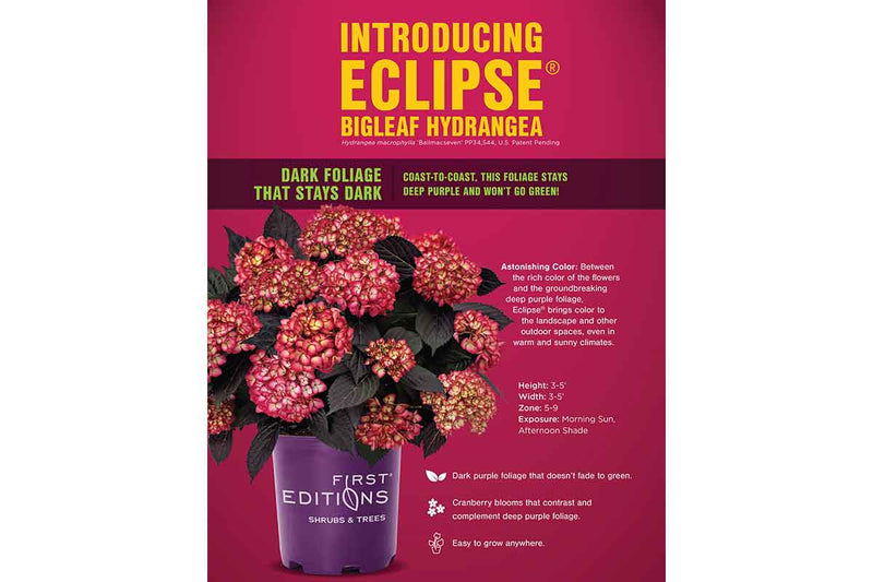 Hydrangea 'Eclipse'® 19cm