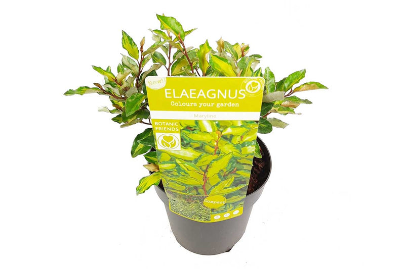 Elaeagnus 'Maryline'® 19cm