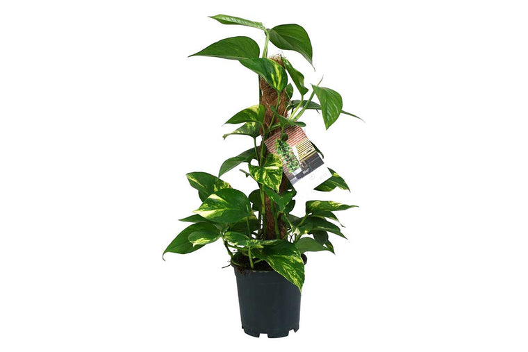 Epipremnum pinnatum 15cm