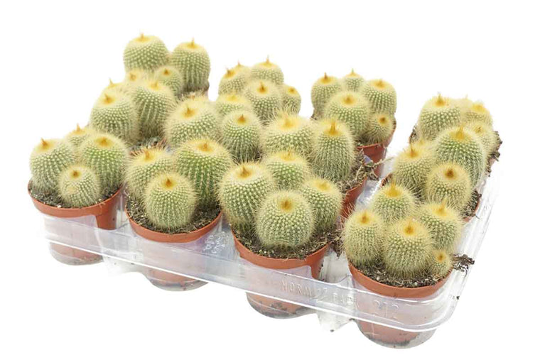 Notocactus leninghausii 8.5cm