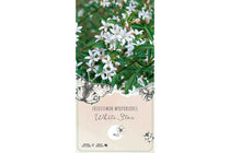 
                  
                    Eriostemon 'White Star' 15cm
                  
                